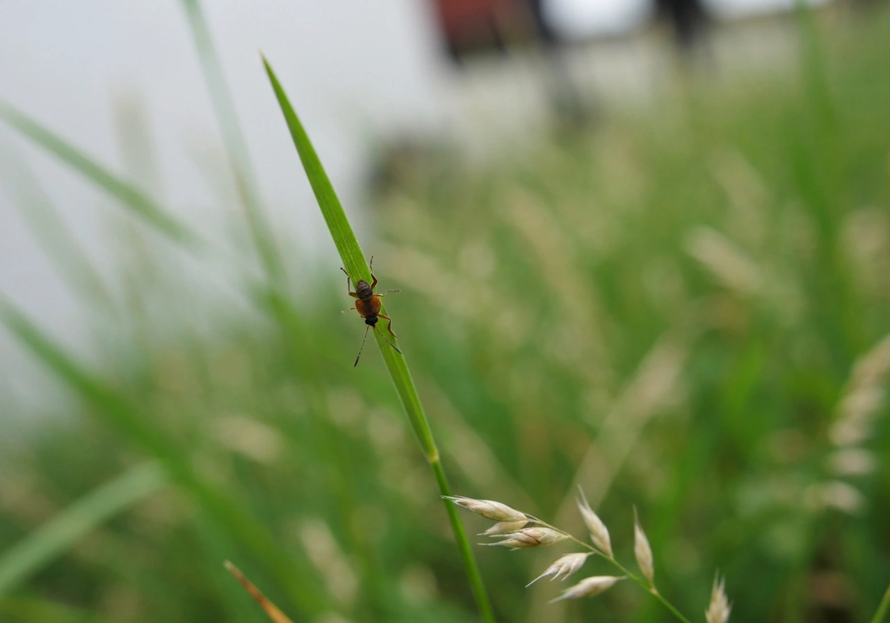 Close-up van groen gras met een kleine bruinige insectsilhouet op de graspluk, “vlooien in het gras” sfeer.