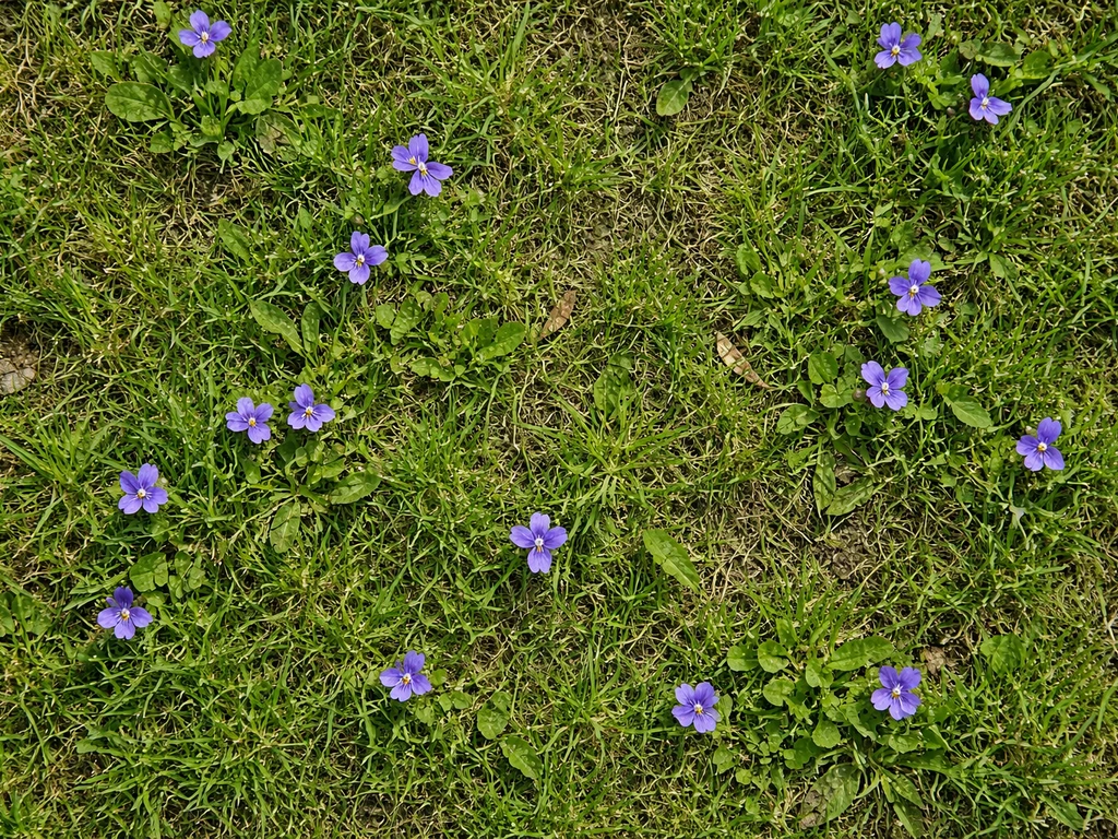 paarse bloemen gras