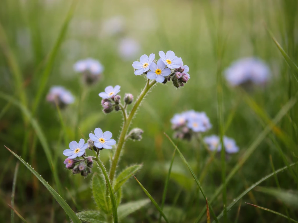 Close-up van het akkervergeet-mij-nietje met kleine blauwpaarse bloempjes in open bermgras.