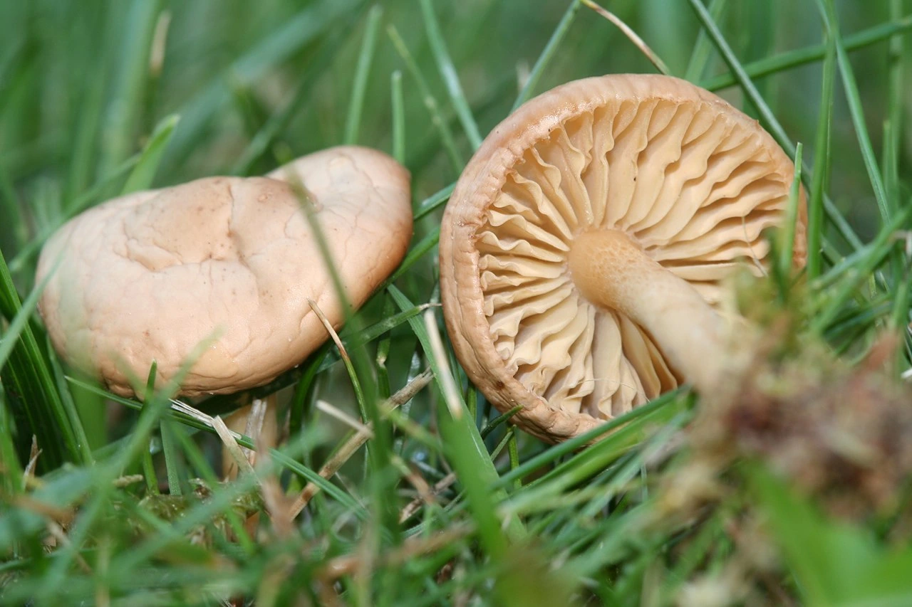 Weidekringzwam (Marasmius oreades) in het gras, met een exemplaar van boven en een van onderen zichtbaar.