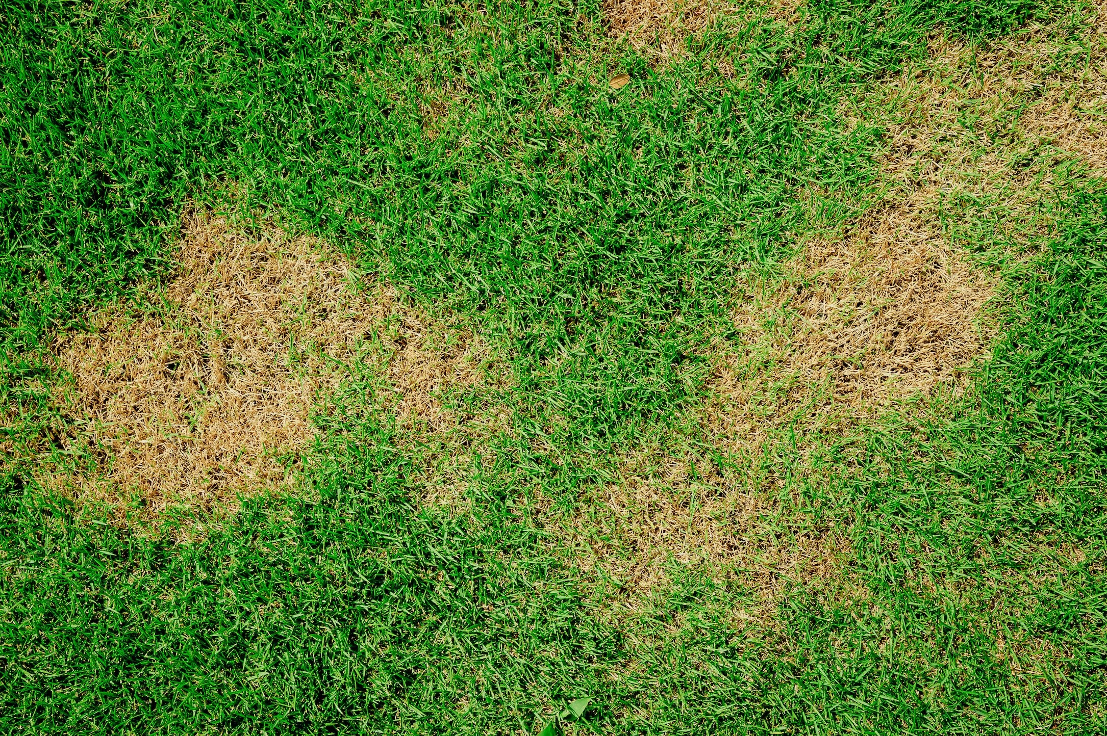 Dode plekken in gras herkennen en herstellen stap voor stap