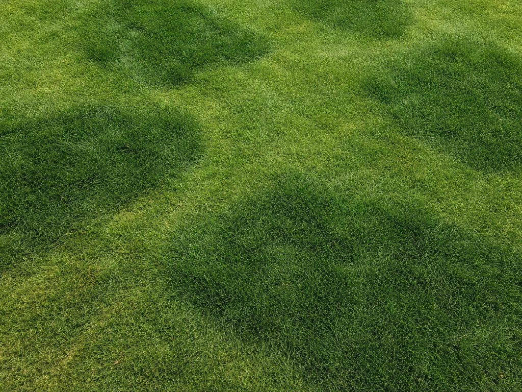 Bovenaanzicht van een Nederlands gazon met duidelijke donker groene plekken en subtiele schaduw rond de randen.