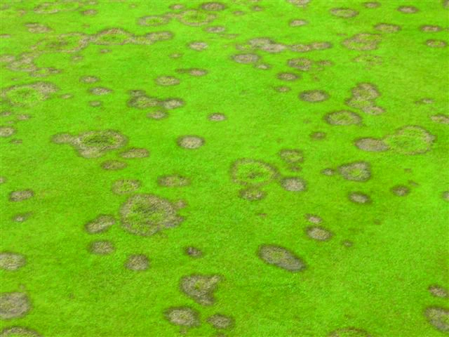 Wormen in gras: herkenning, oorzaak en herstelplan voor je gazon