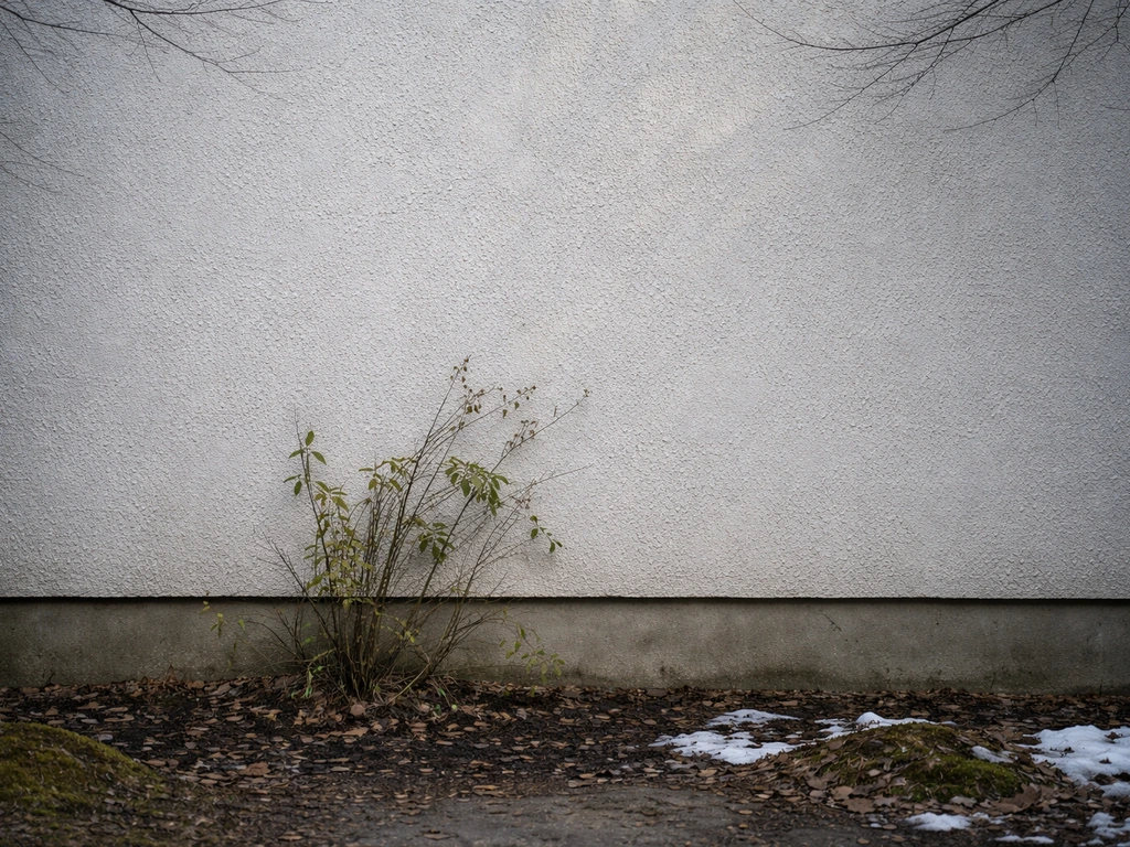 North-facing garden wall in winter shade with a jasmine plant by the wall and no direct sunlight.