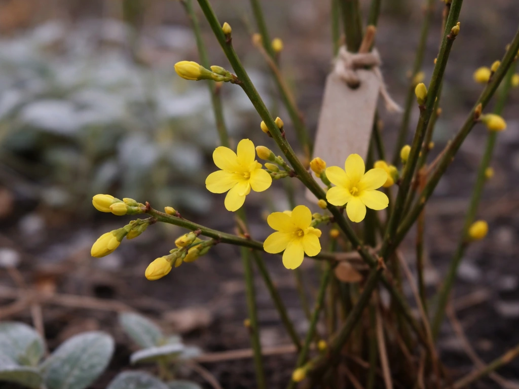 Close-up of winter jasmine buds and yellow blooms on bare green stems outdoors in late winter.