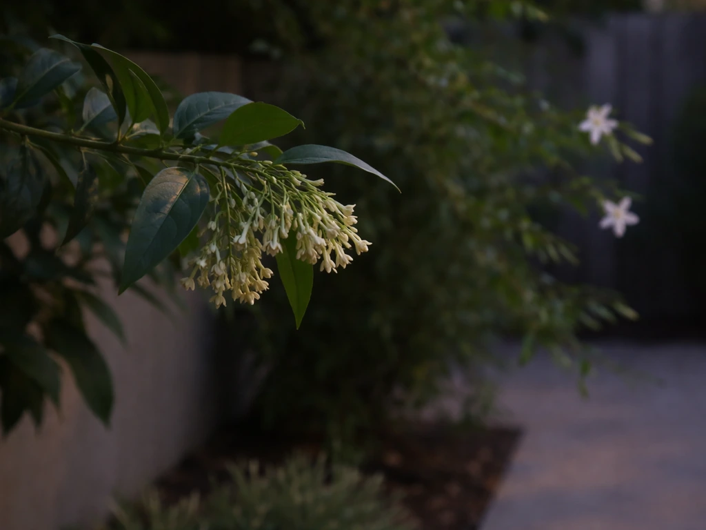 Cestrum nocturnum’s glossy leaves and pale hanging night blooms beside a true jasmine plant with small white flowers.