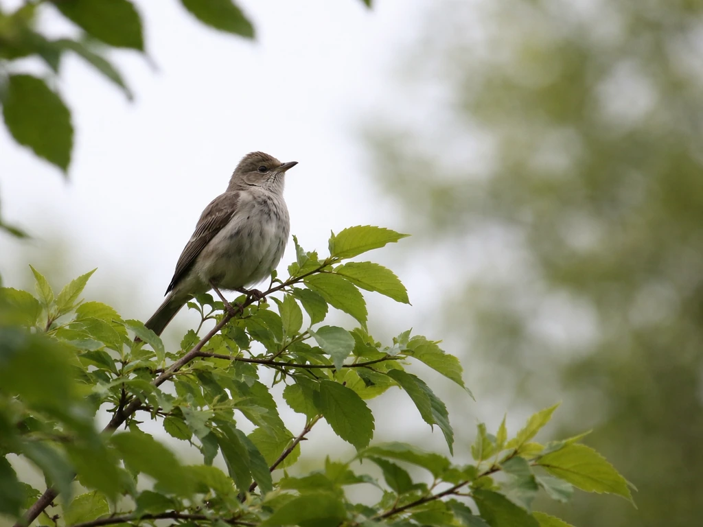 A small bird perched high in a tree, shown from a safe distance with alert posture.