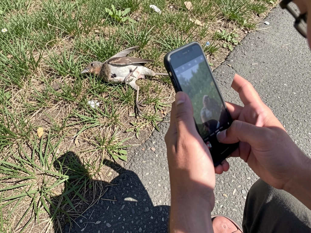 Observer watches an injured bird from a safe distance before touching it.