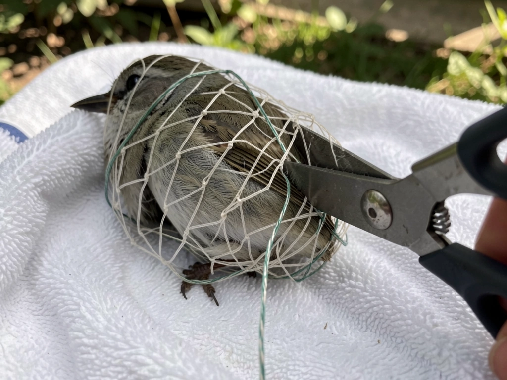 Scissors cut netting off an entangled bird for immediate rescue.