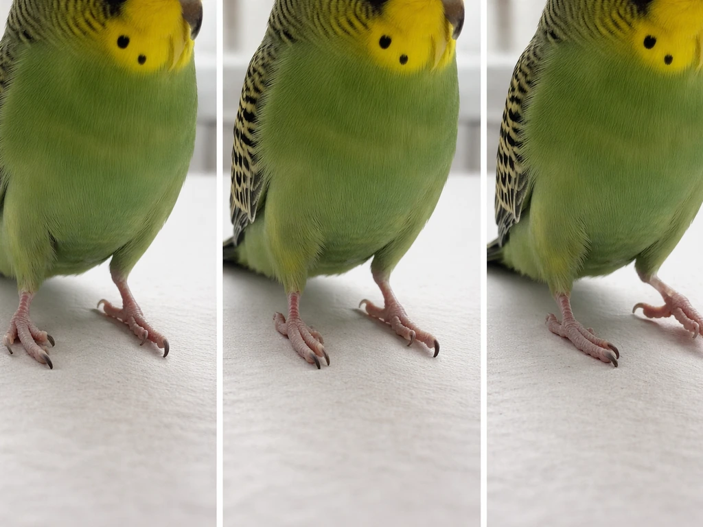 Close-up comparison of a bird’s legs showing fracture-like misalignment, sprain-like swelling, and dislocation posture