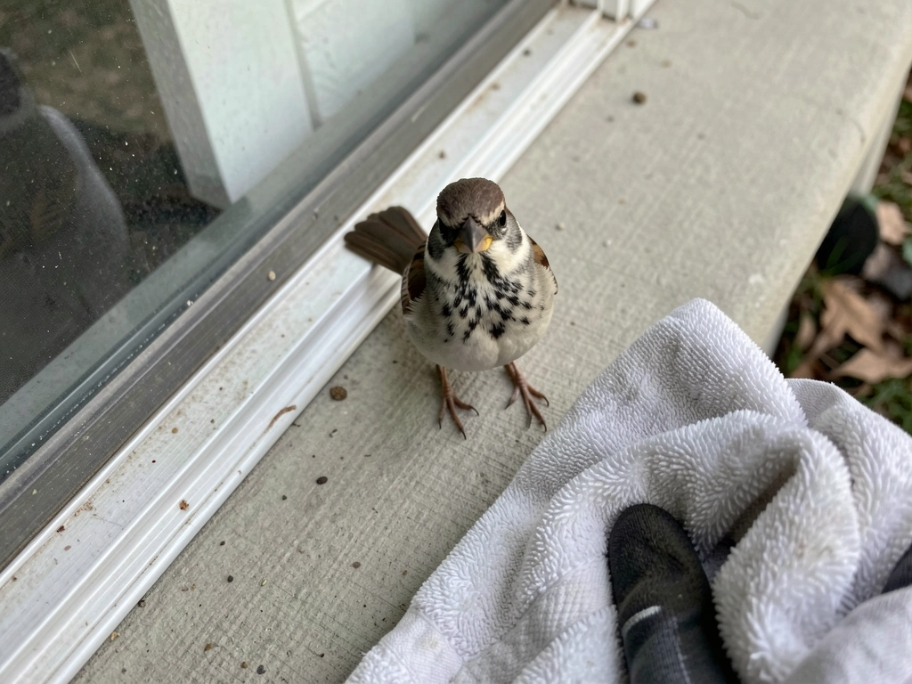 what to do hurt bird