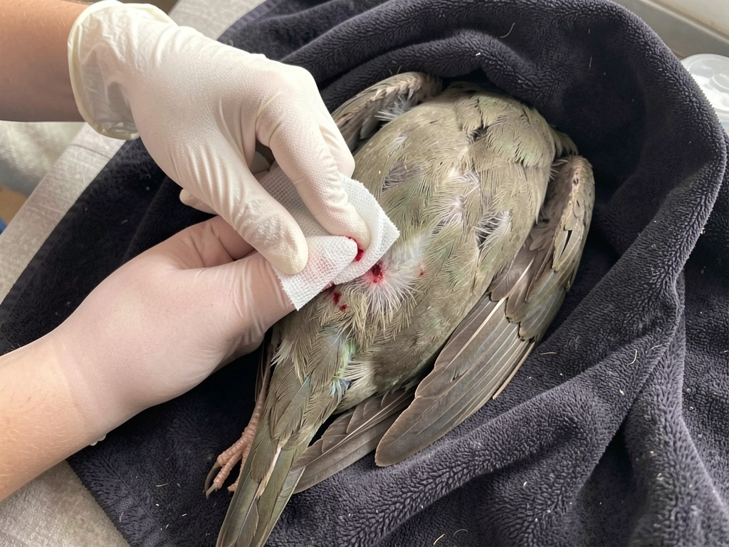 what to do for hurt bird