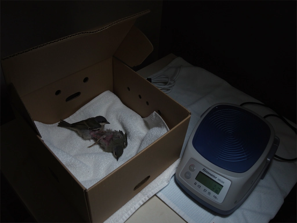 Warmed ventilated box setup with heating pad positioned half under the box