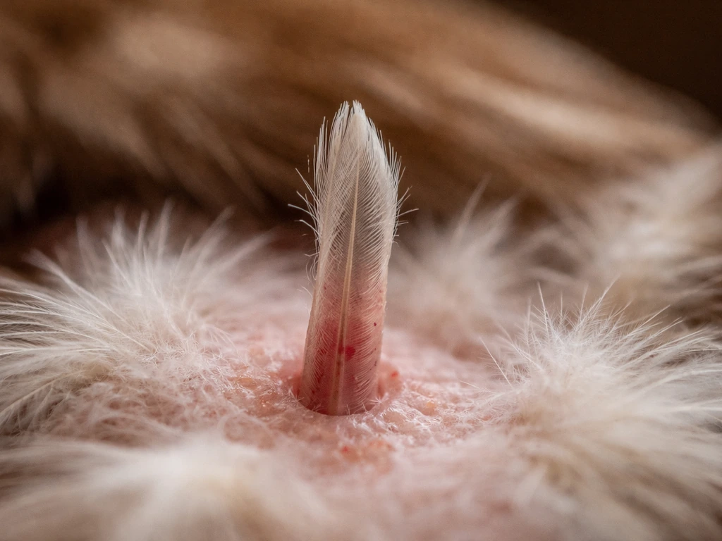 Close-up of a bird’s molting pin feather with a visible blood-fed shaft, non-graphic and educational.