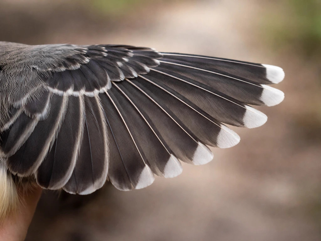 Close-up of a bird’s wing with blunt, straight-cut outer primary feather tips when gently extended.