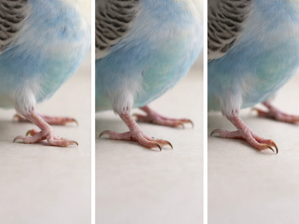 Three staged close-up views of a budgie’s leg showing fracture angle, swollen sprain limp, and paralysis-like foot postu