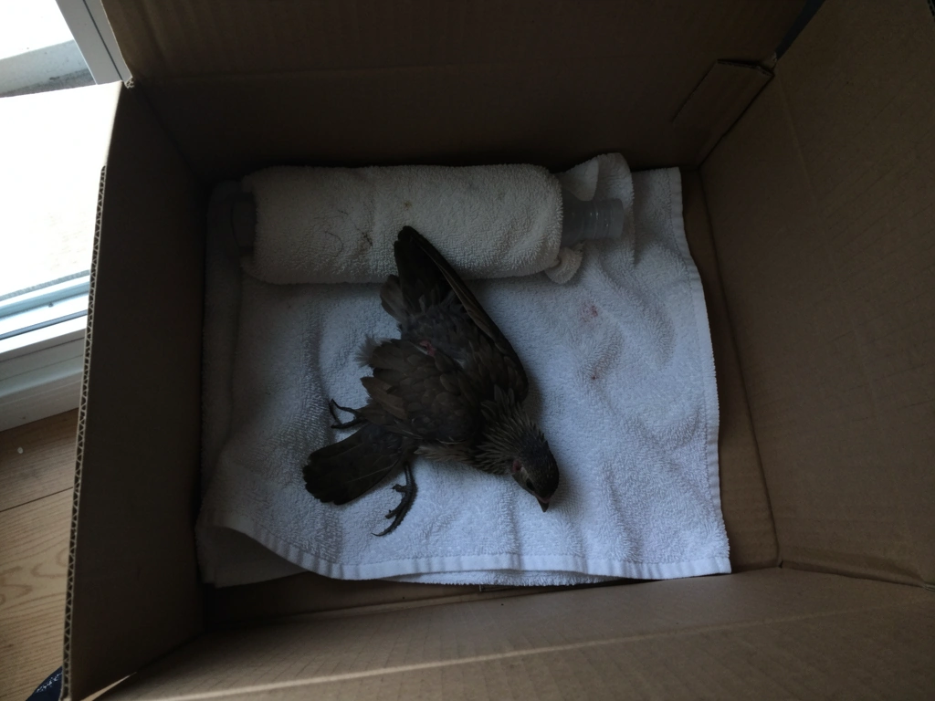 Warm water bottle at one end of the box for aftercare monitoring