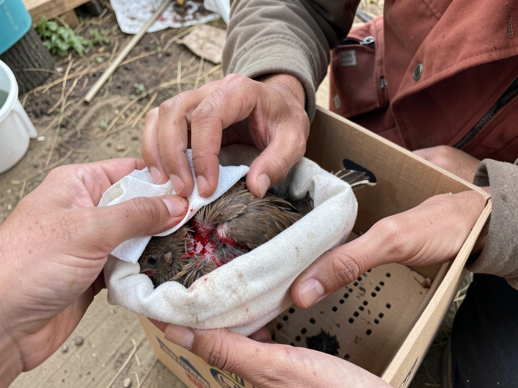 Gauze placed gently on a bleeding bird before placing it in a box