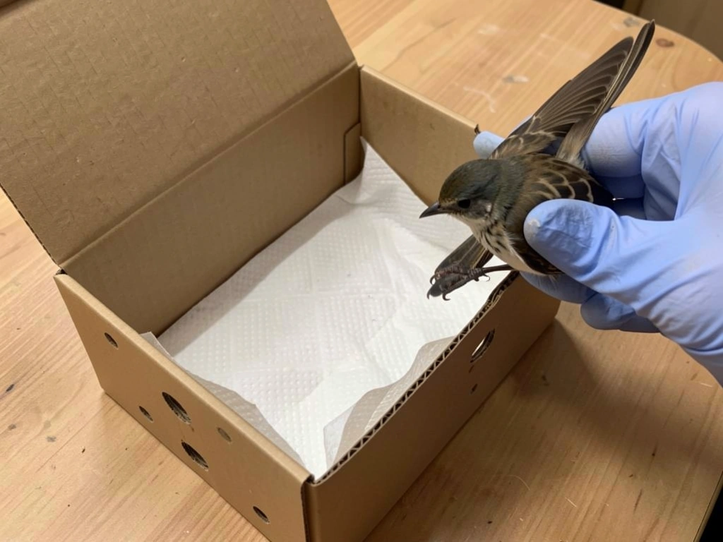Ventilated cardboard box lined with towel as a gloved hand transfers a bird safely.