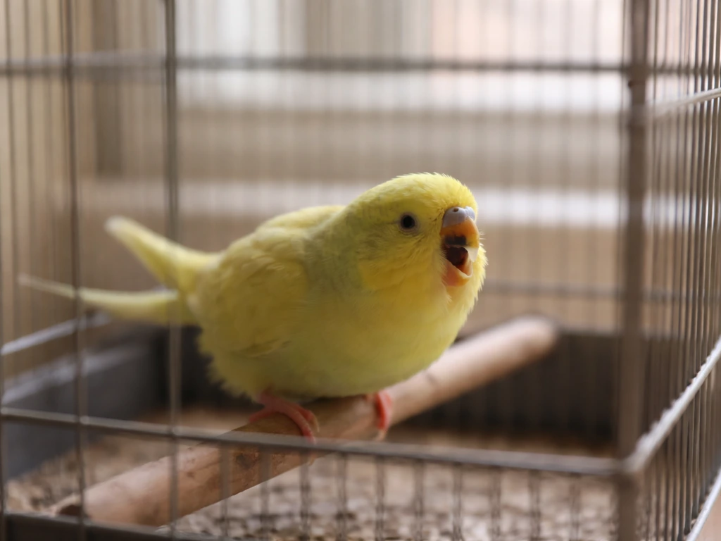 Small bird in a wire cage struggling to breathe, mouth open and tail pumping.