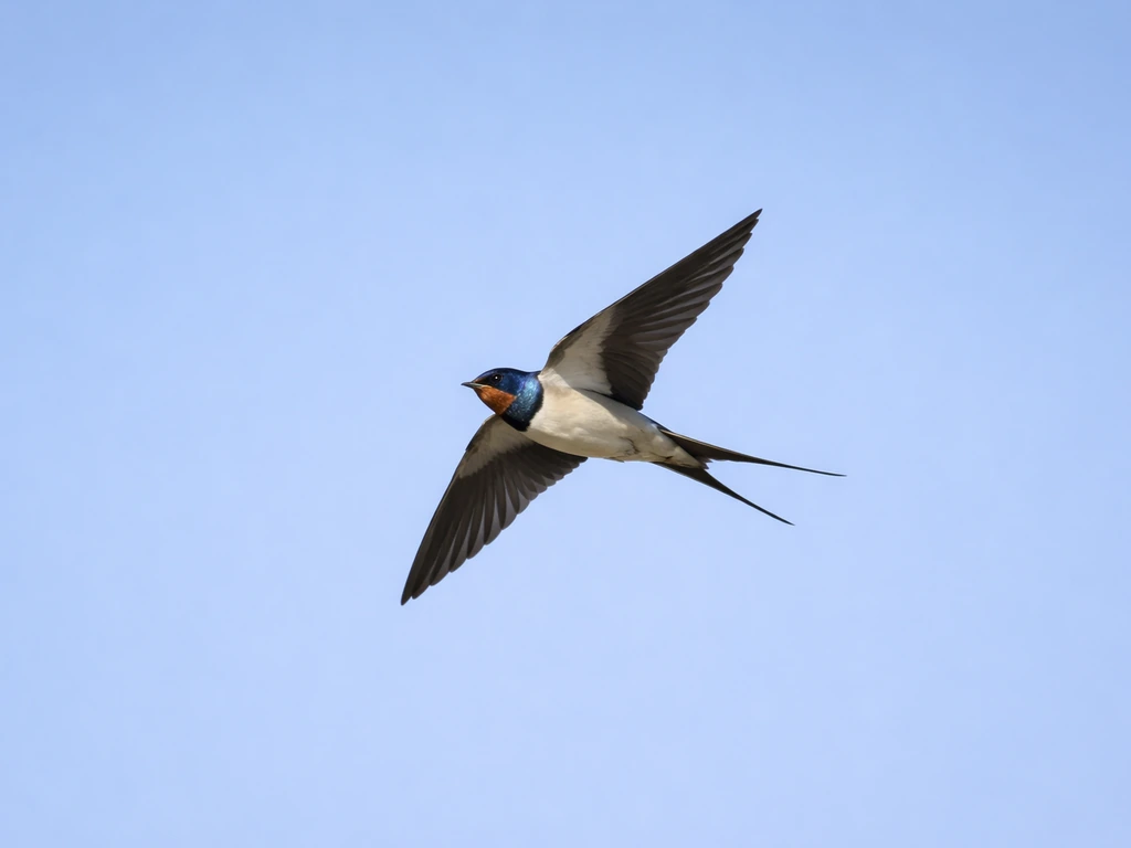 what does the bird swallow look like
