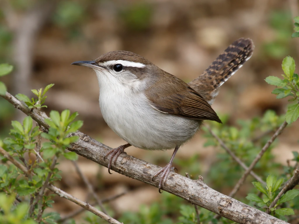Bewick's wren perched on a branch, showing its bright white eyebrow stripe and distinctive tail.