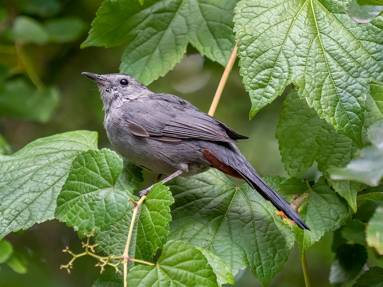 what does cat bird look like