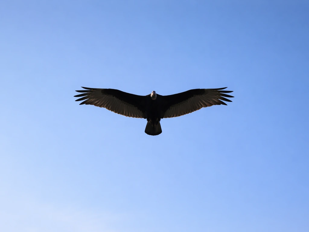 Turkey vulture soaring overhead, dark silhouette with pale head visible against bright sky