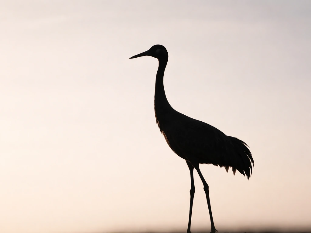 what does a crane bird look like