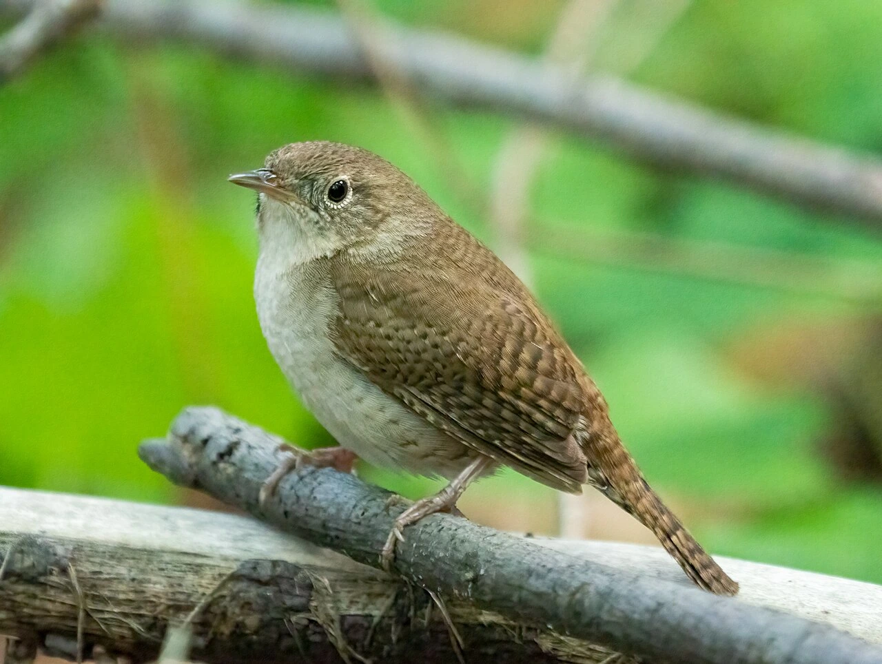 What Does a Wren Bird Look Like Plus House Wren ID Tips