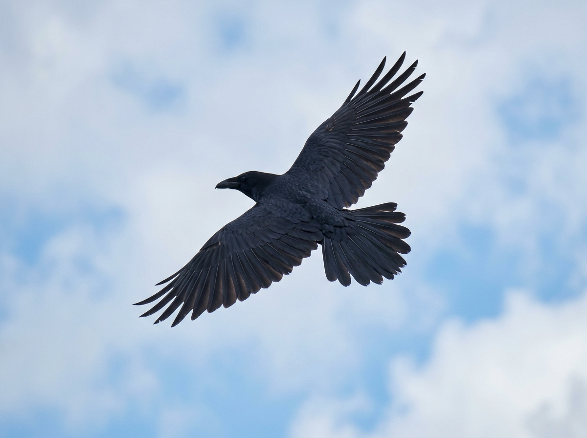 Raven in flight with wedge-shaped tail and spread wings for quick identification