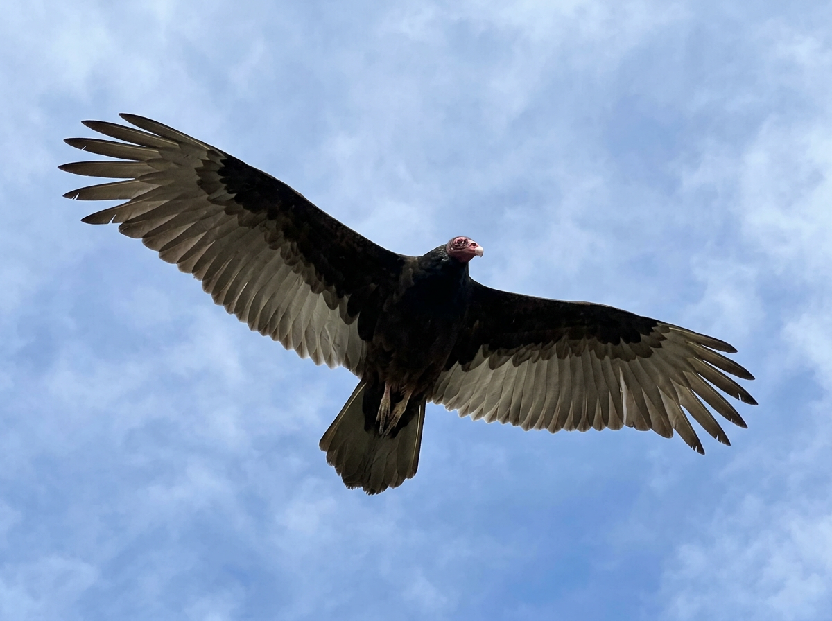 Turkey vulture soaring with bare red head and two-tone underwings