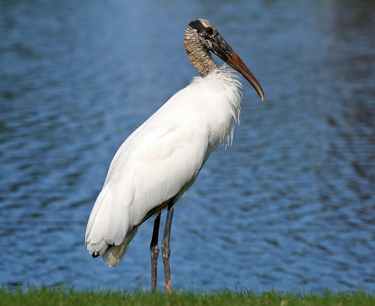 A wood stork standing beside blue water