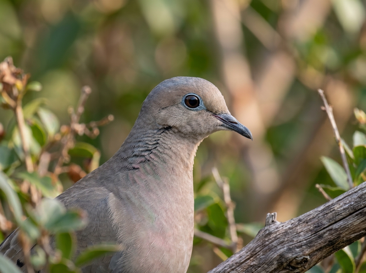 Head-and-bill close-up showing straight thin bill and small round head