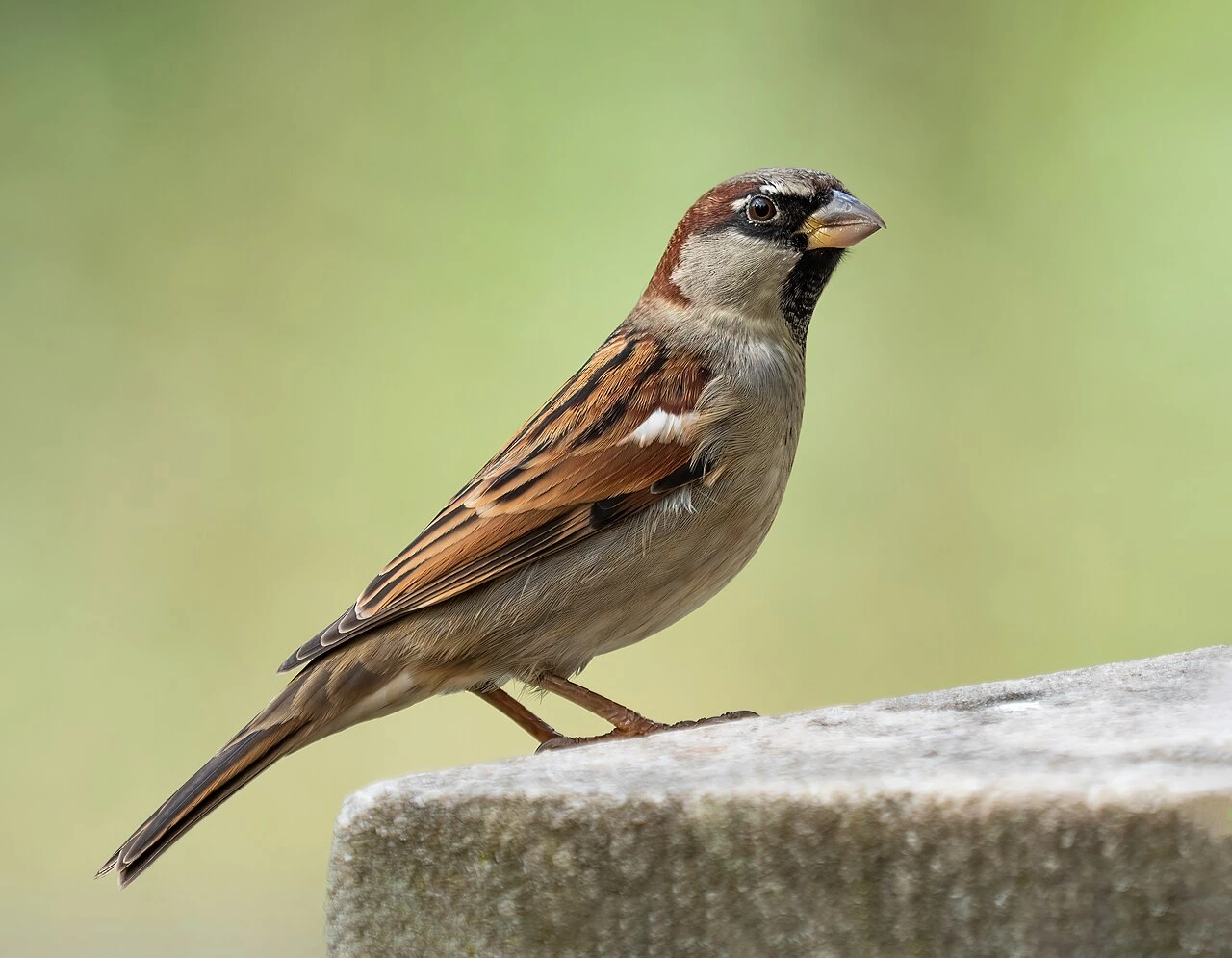 A house sparrow perched on a stone ledge against a soft green background.