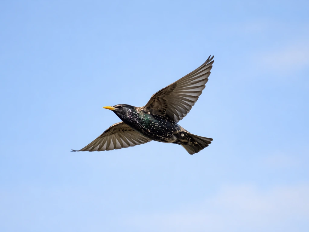 European starling gliding in flight with distinct triangular pointed wings against a clear sky