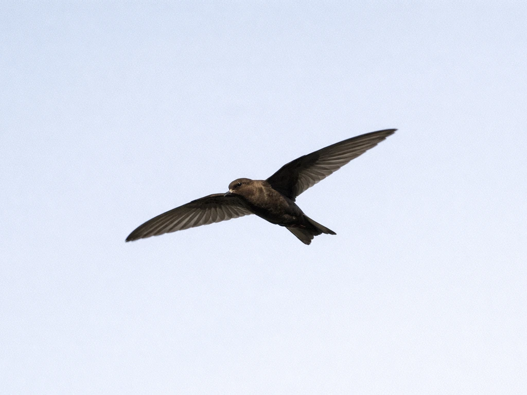 A dark chimney-swift-like bird gliding midair against a clear blue sky.