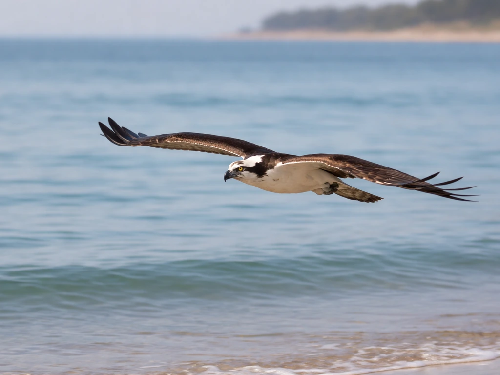 Osprey-like bird gliding low over water with distinctive wrist-bent wing posture, wing profile clear.