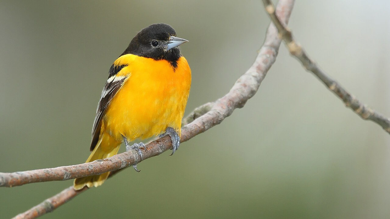 what does the bird baltimore oriole look like