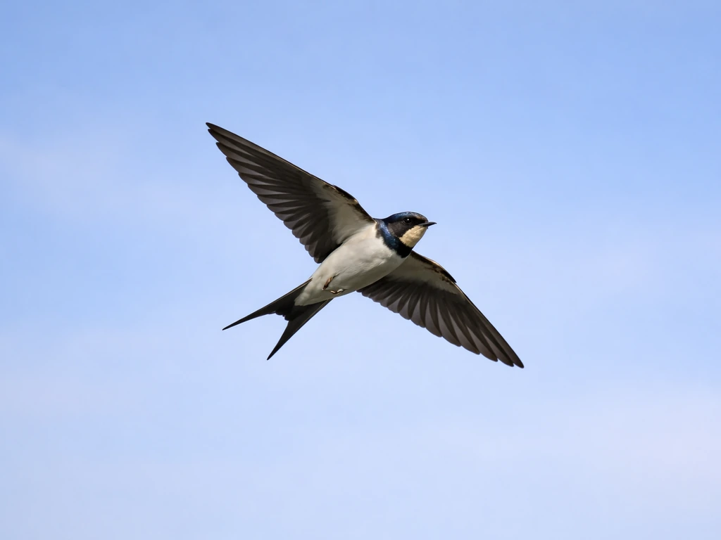 Small bird in flight showing long wing outline and slightly forked tail against a simple sky