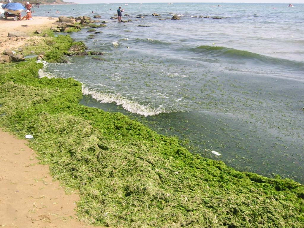 Green algae along a shoreline in shallow water