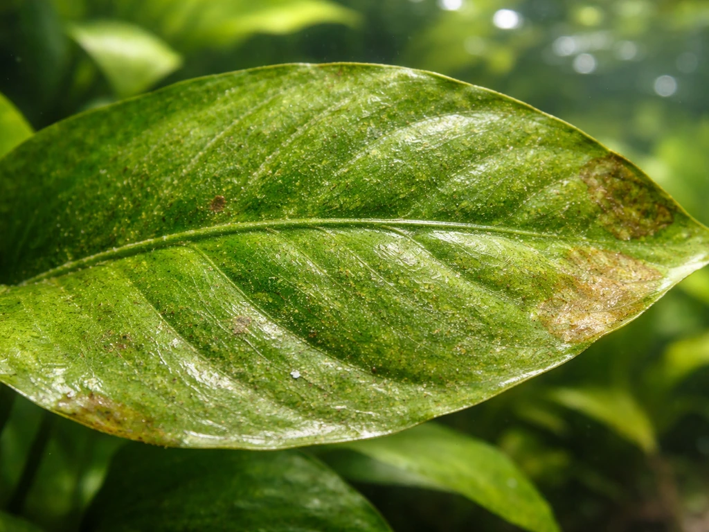 Close-up of an Anubias leaf in a bright aquarium with fine algae film and slight leaf stress