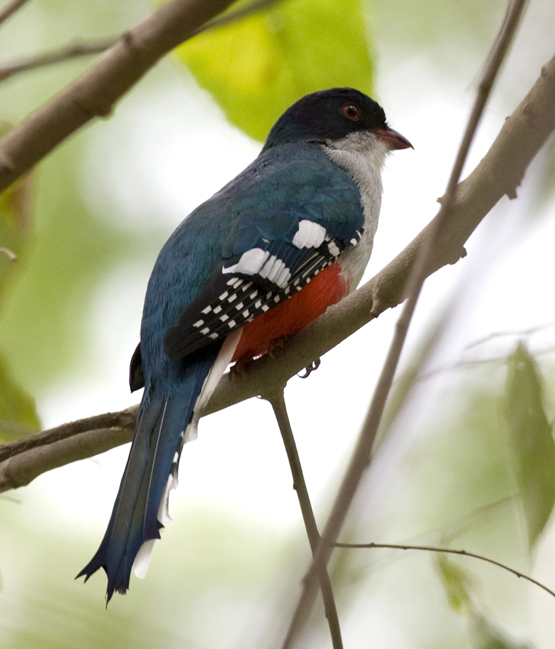 Cuban trogon (tocororo) perched on a branch in Cuba