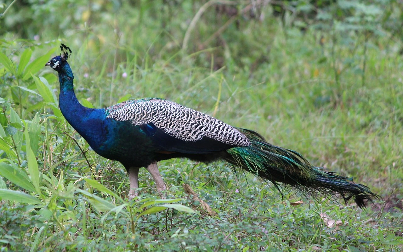 Indian peafowl standing in natural habitat