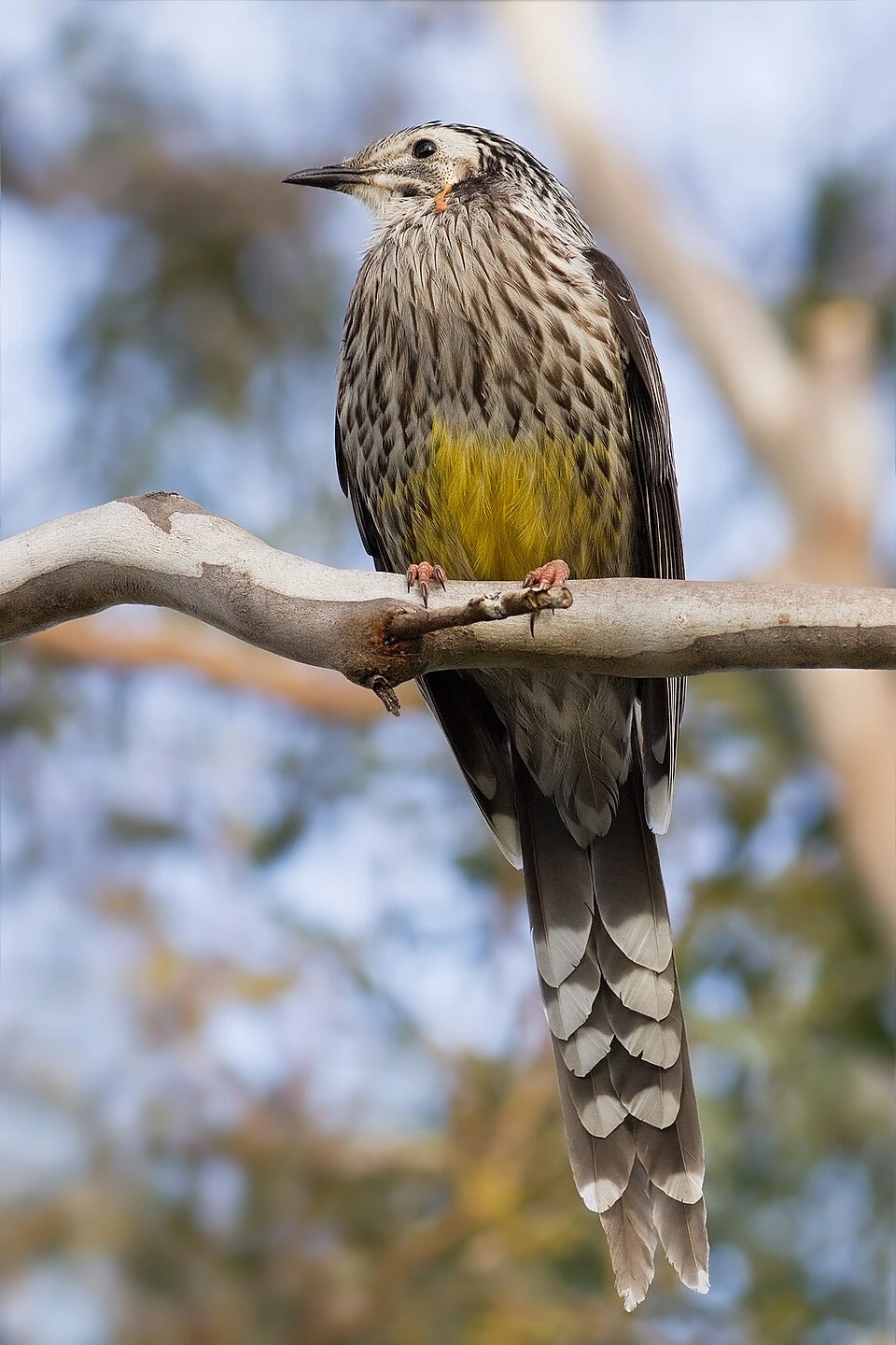 Yellow wattlebird (Anthochaera paradoxa) perched on a branch