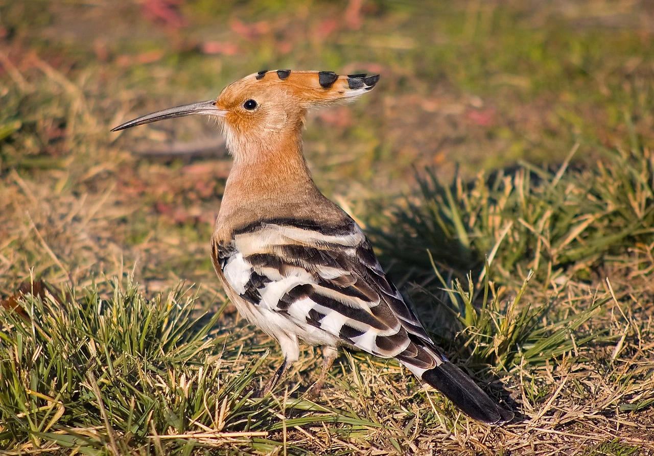 A hoopoe bird standing on grass with its crest raised, shown in a natural outdoor setting.