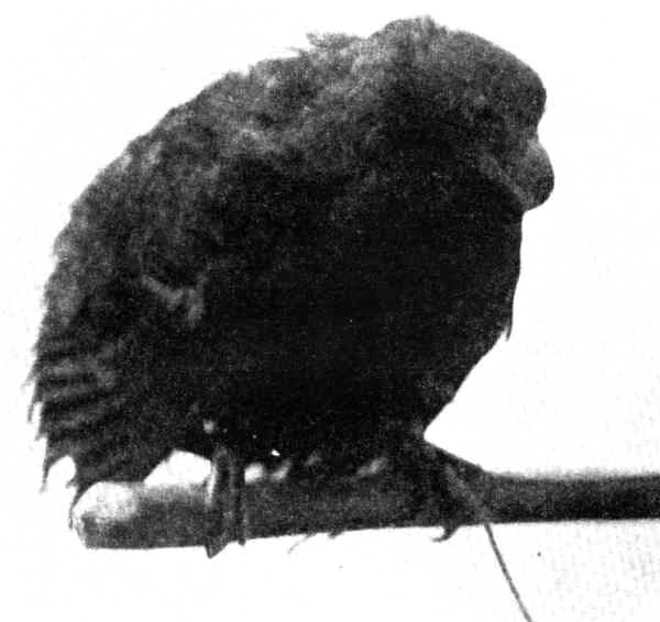 which country national bird is pigeon