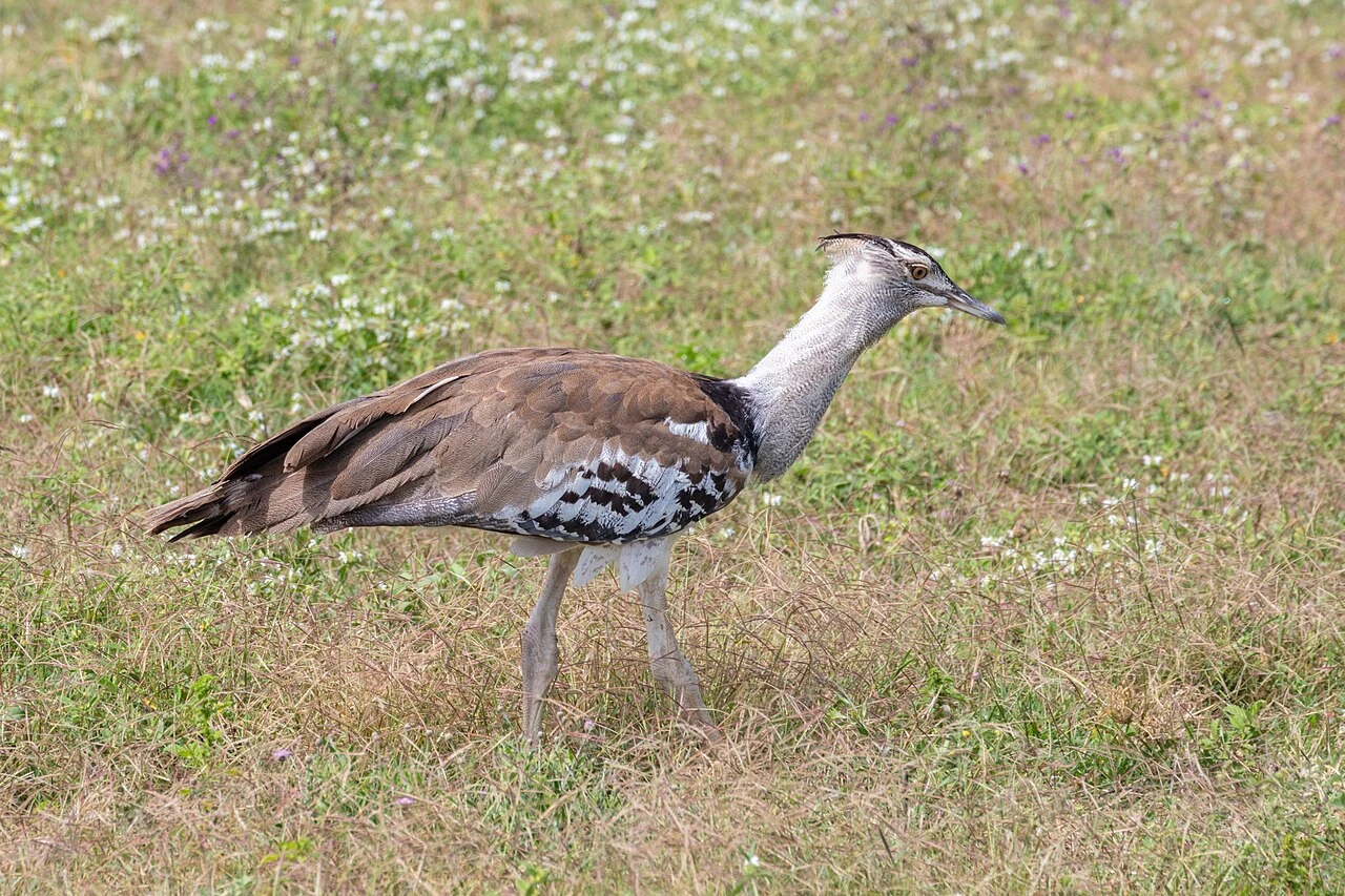 Kori bustard standing in dry grassland