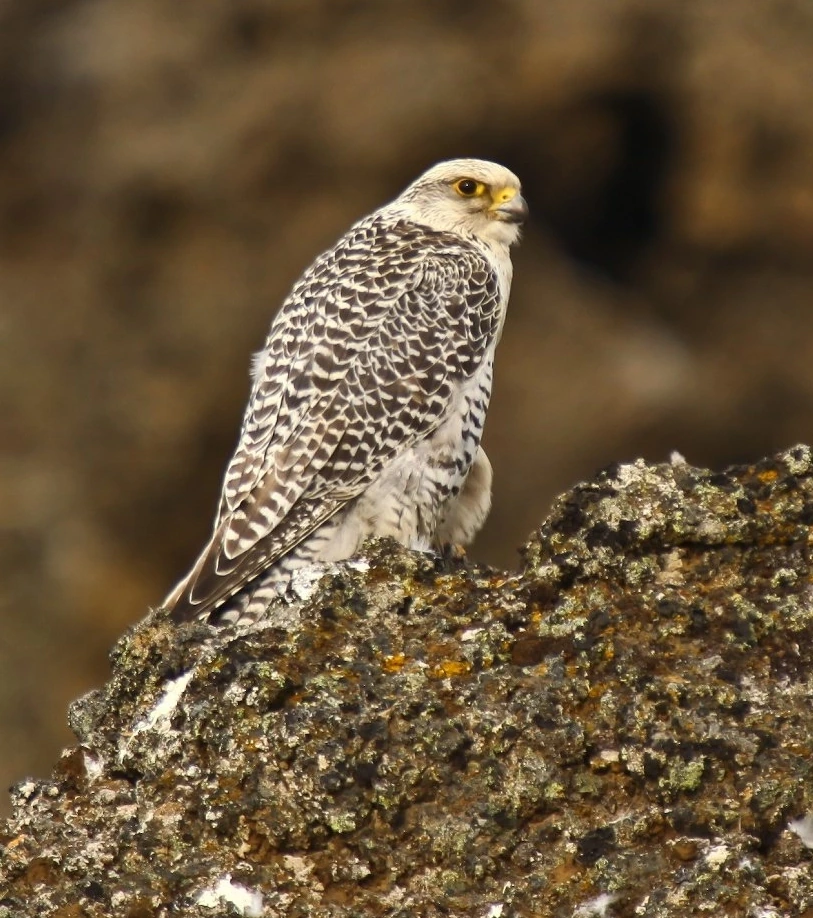 A gyrfalcon perched on a rock