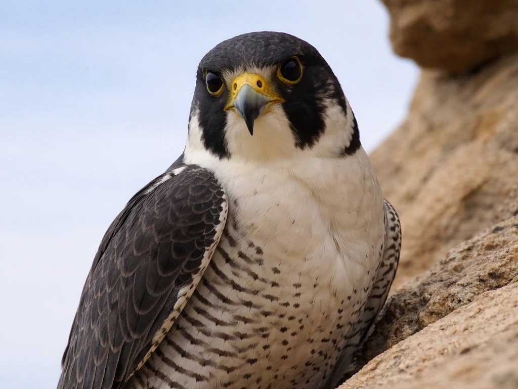 Close-up of a Peregrine Falcon with dark crown and bold moustache stripe against a blurred sky.